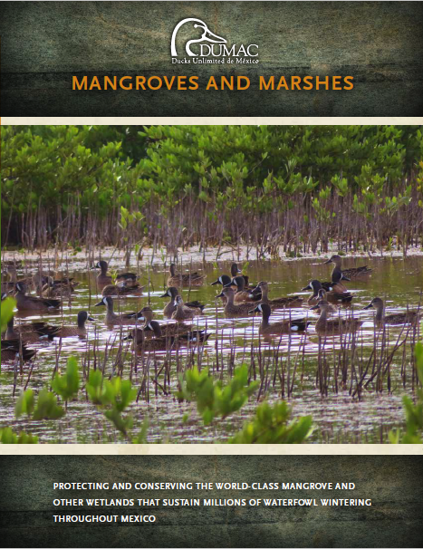 Mangroves and Marshes Cover Page 